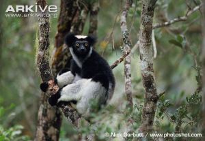 Andriantantely’s critically endangered indri. The largest remaining lemur.