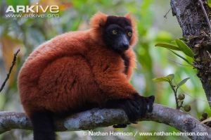The critically endangered red-ruffed lemur.