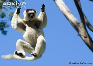 The south's vulnerable Verraux's sifaka