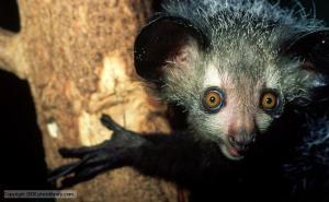 The weirdest one of all - the aye aye.