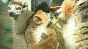 Three of my friends at Howletts - crowned lemurs.